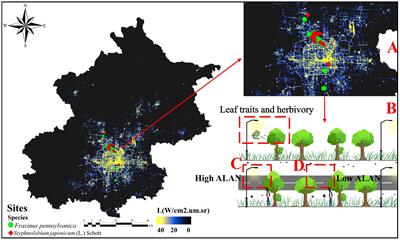 Artificial light at night decreases leaf herbivory in typical urban areas